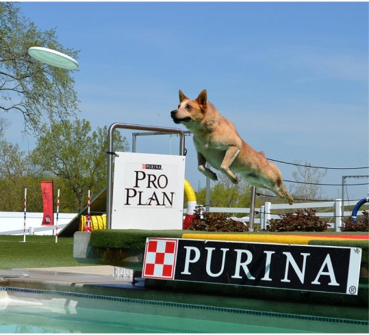 Dog jumping into a pool at Purina Farms
